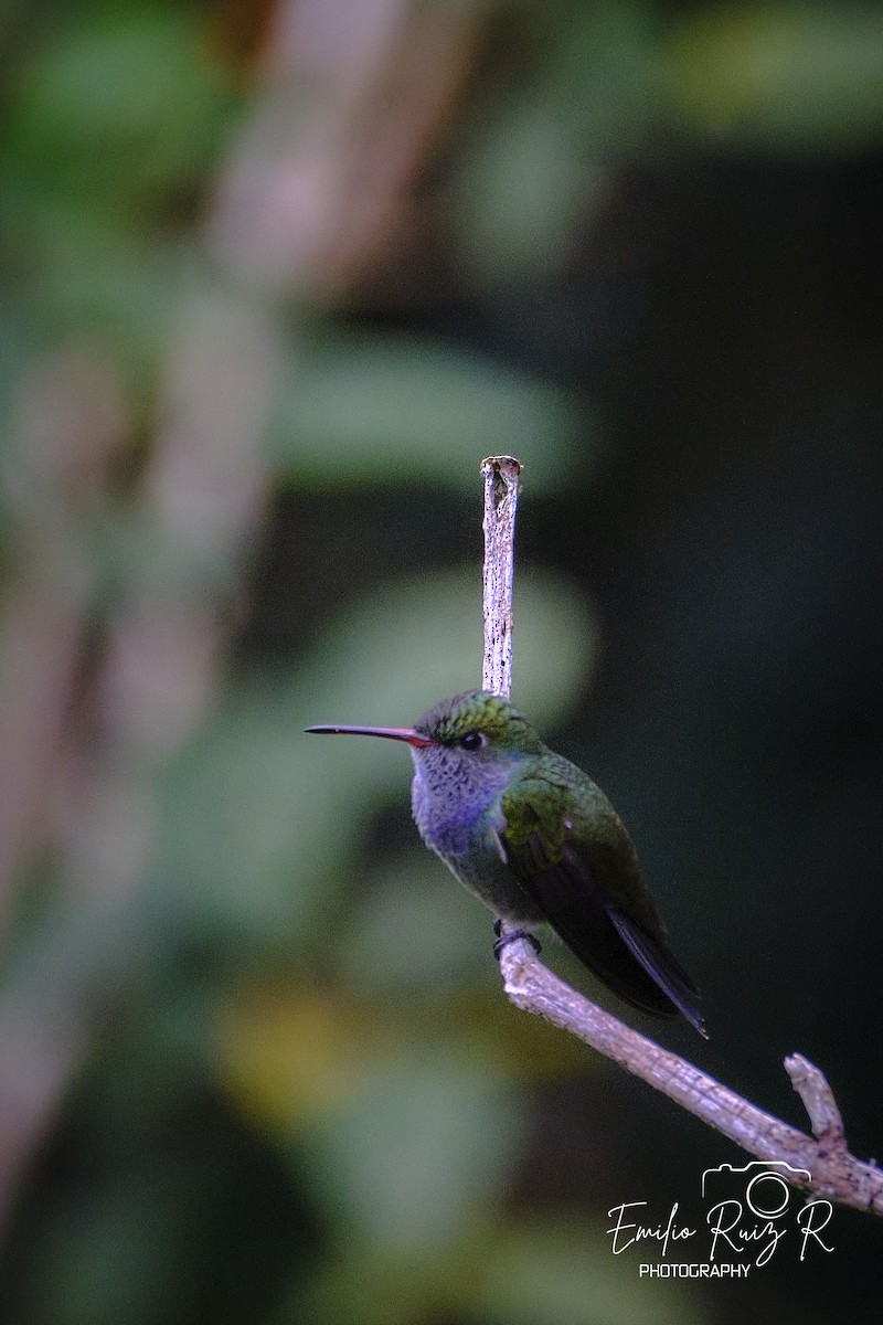kolibřík safírový - ML620051003