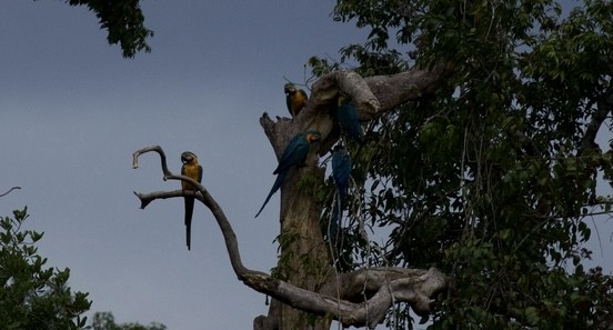 Blue-and-yellow Macaw - ML620051004