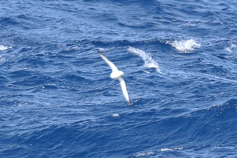 Cook's Petrel - ML620051005