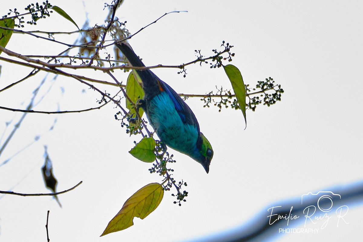 Paradise Tanager - ML620051049