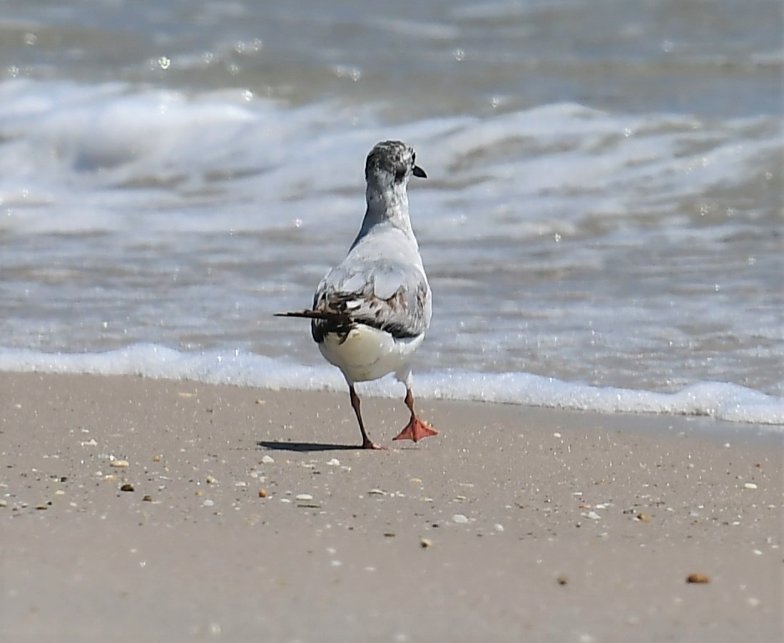 Bonaparte's Gull - ML620051063