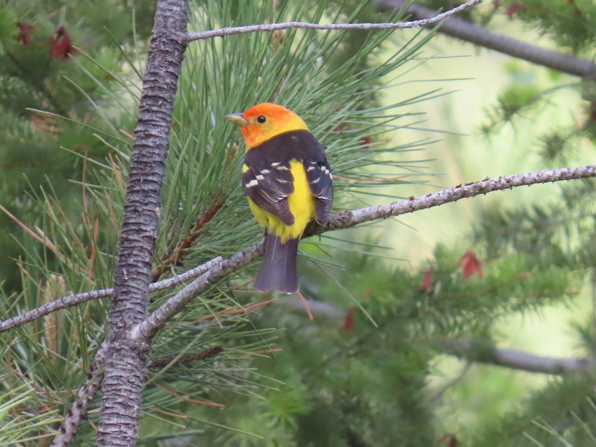 Western Tanager - ML620051066