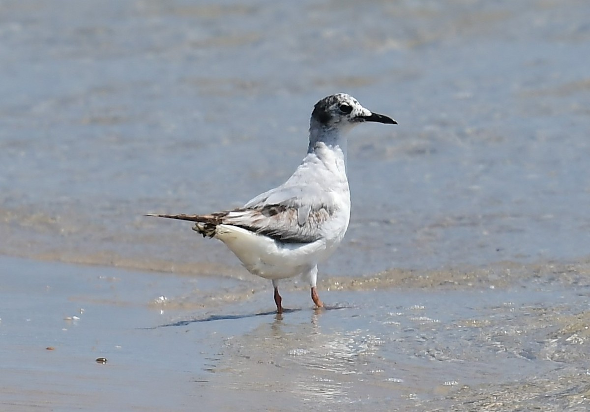 Bonaparte's Gull - ML620051067