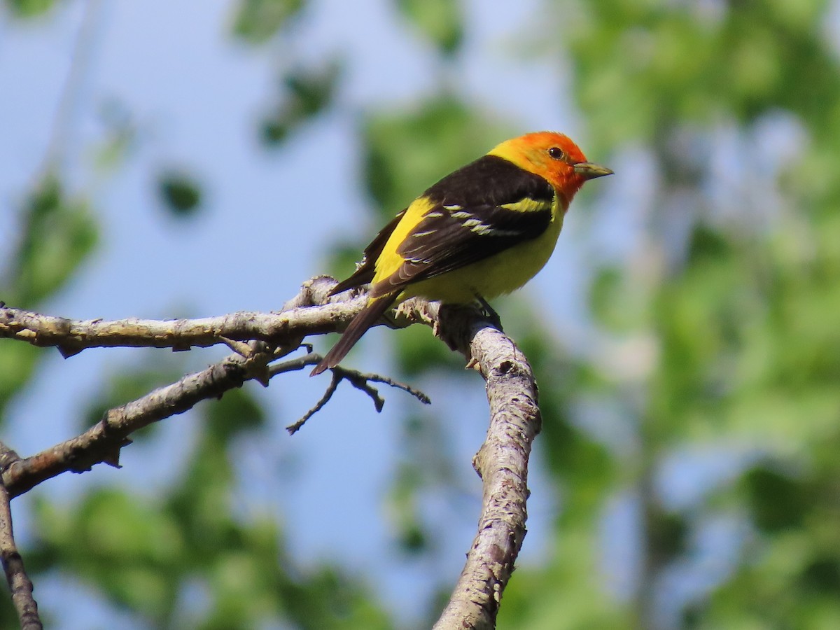 Western Tanager - ML620051069