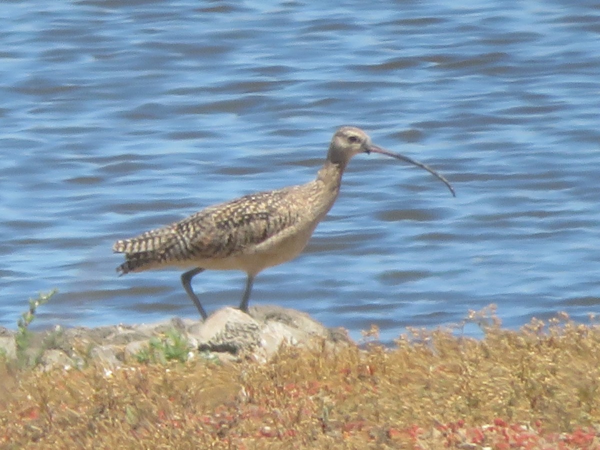 Long-billed Curlew - ML620051112