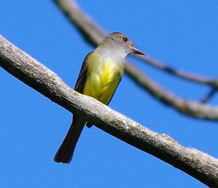 Great Crested Flycatcher - ML620051129