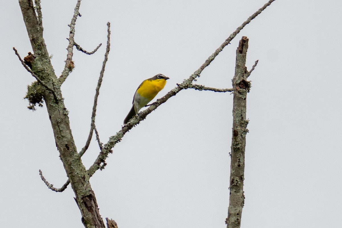 Yellow-breasted Chat - ML620051146