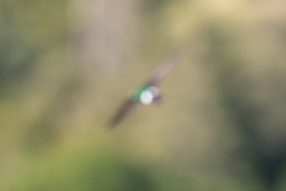 Violet-green Swallow - ML620051163