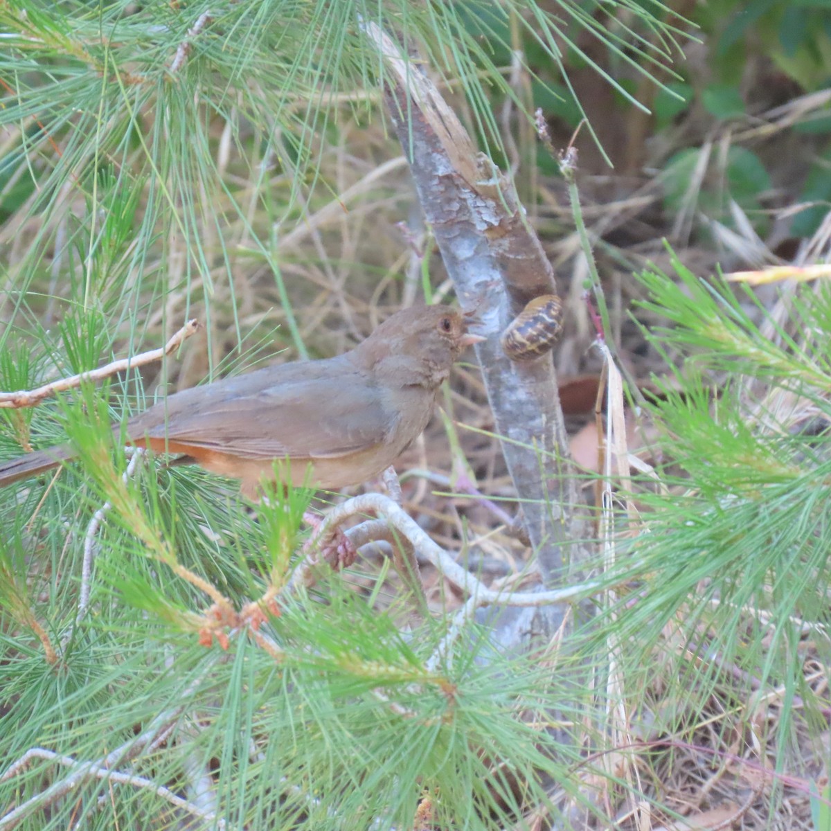 California Towhee - ML620051166