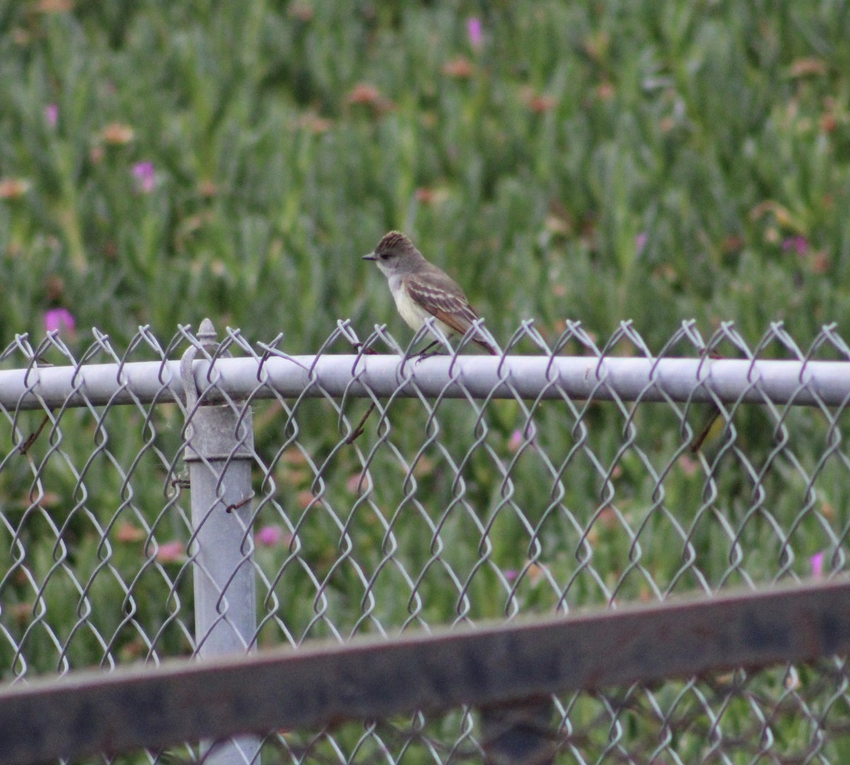 Ash-throated Flycatcher - ML620051172