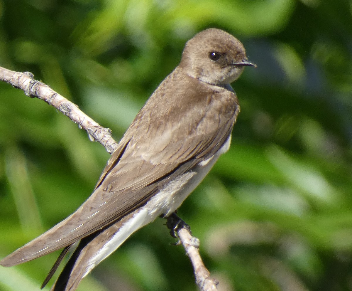 Northern Rough-winged Swallow - ML620051179