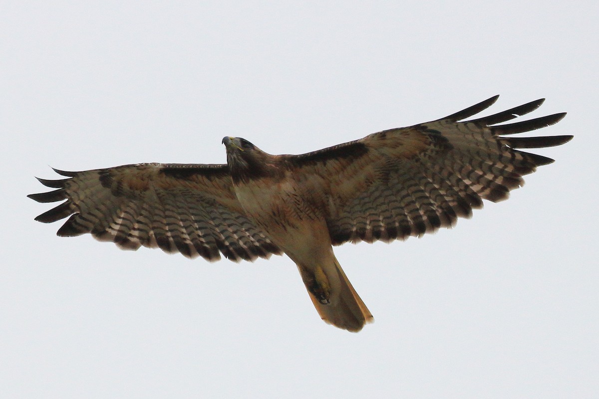 Red-tailed Hawk - ML620051189