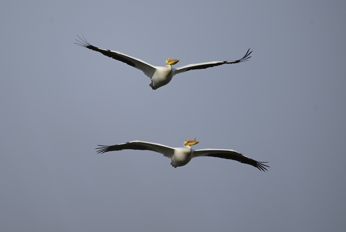 pelikán severoamerický - ML620051191