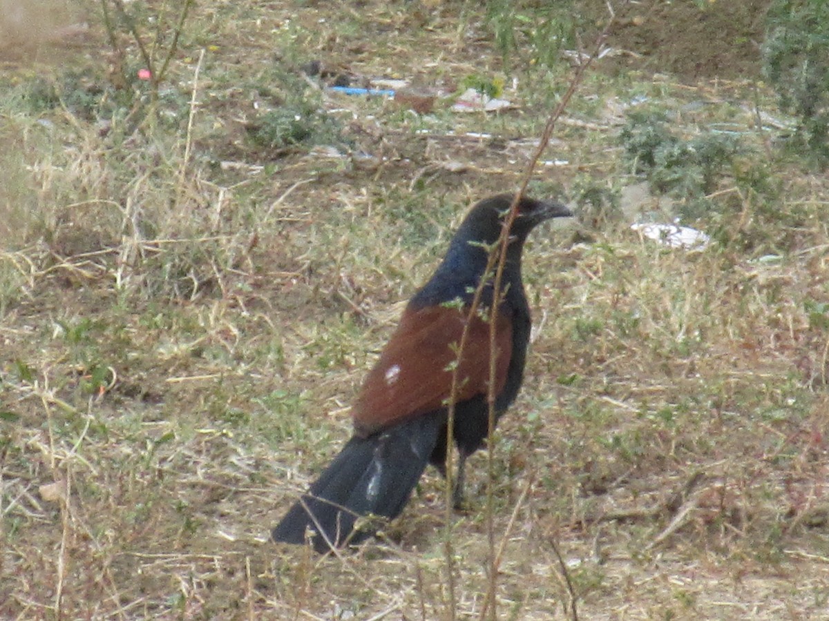 Greater Coucal - ML620051198