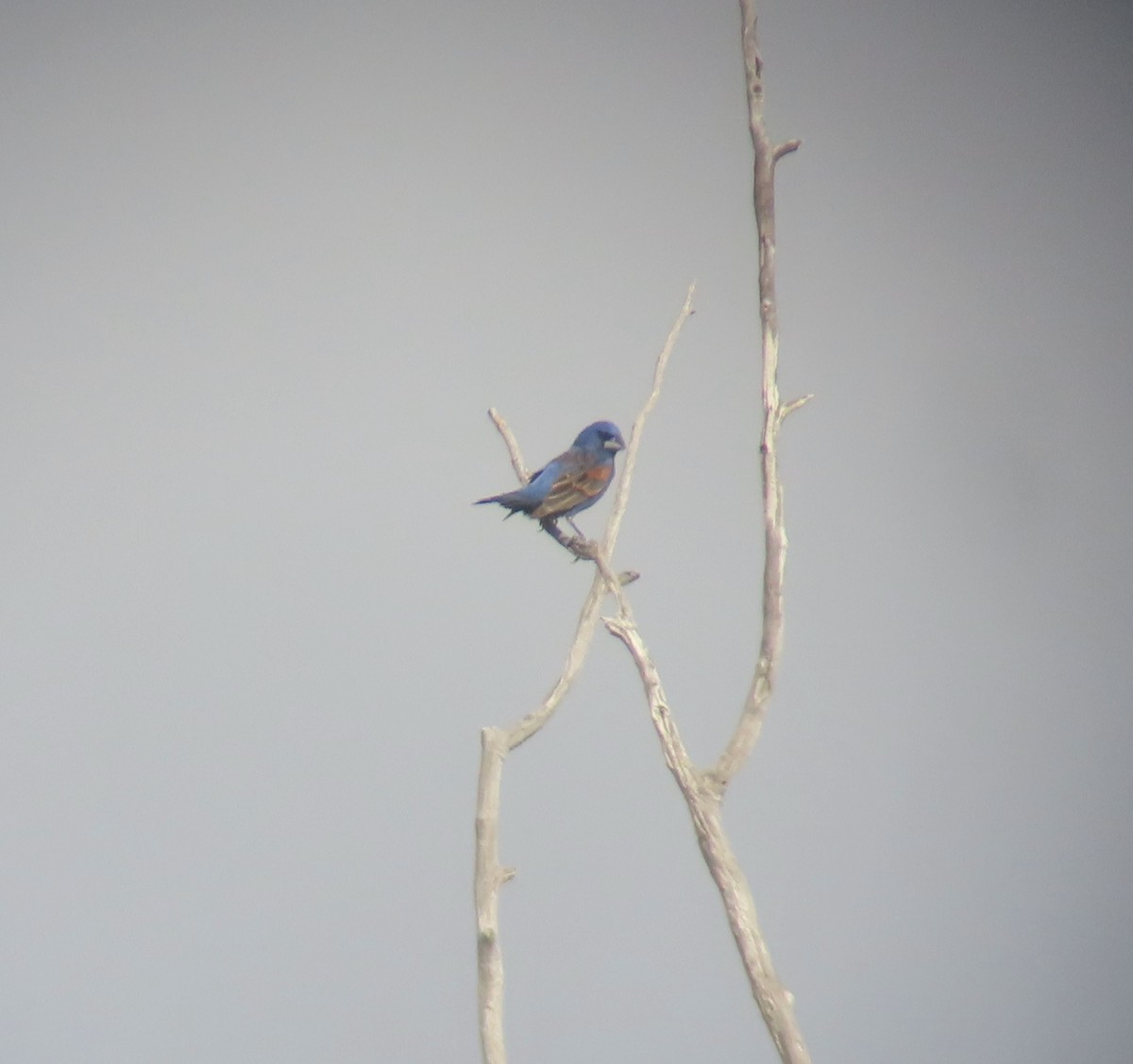 Blue Grosbeak - ML620051200