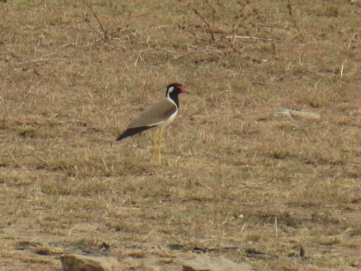 Red-wattled Lapwing - ML620051204