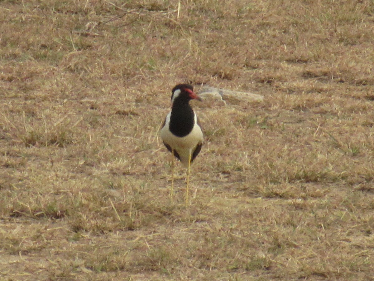 Red-wattled Lapwing - ML620051205