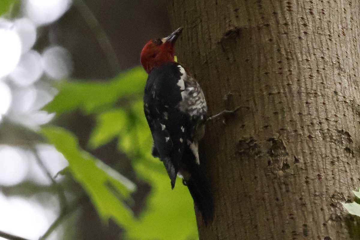 Red-breasted Sapsucker - ML620051206