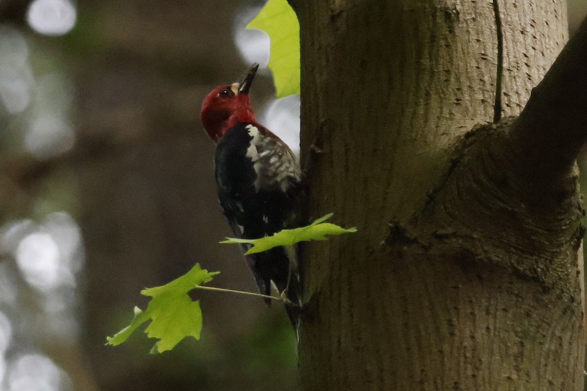 Red-breasted Sapsucker - ML620051207