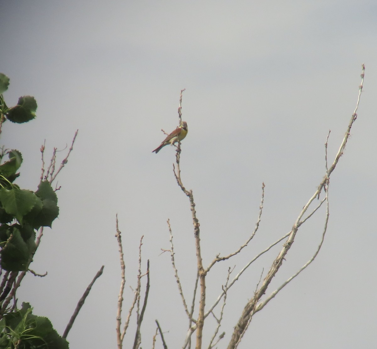 Dickcissel - ML620051210