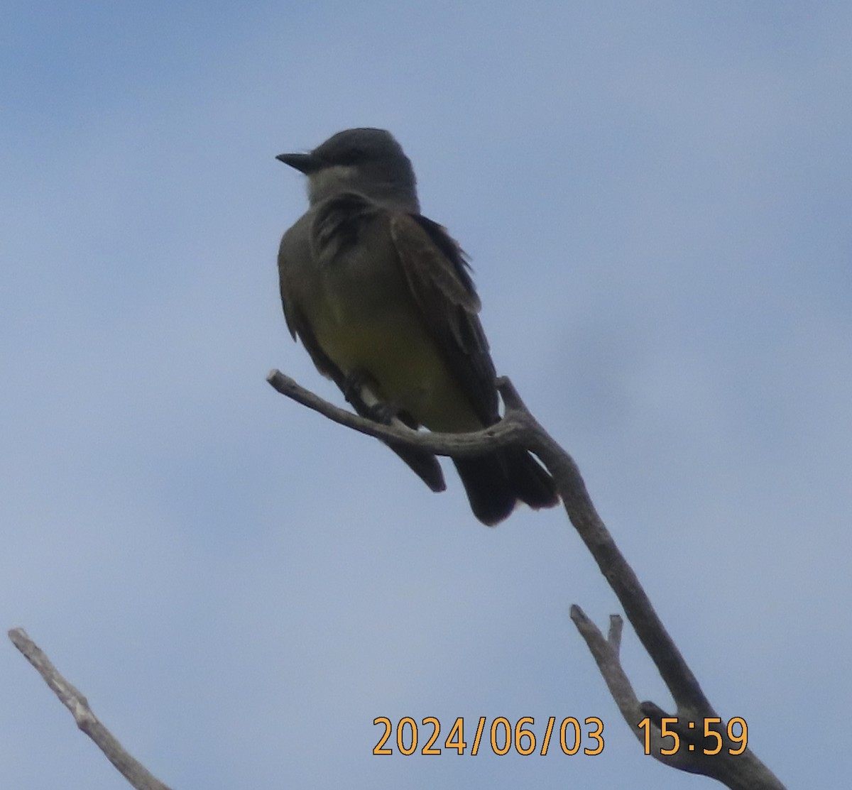 Cassin's Kingbird - ML620051227