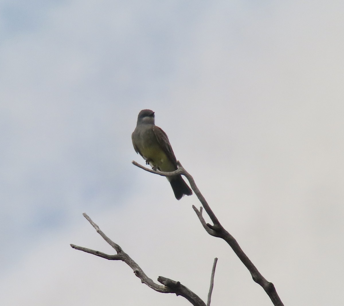 Cassin's Kingbird - ML620051236