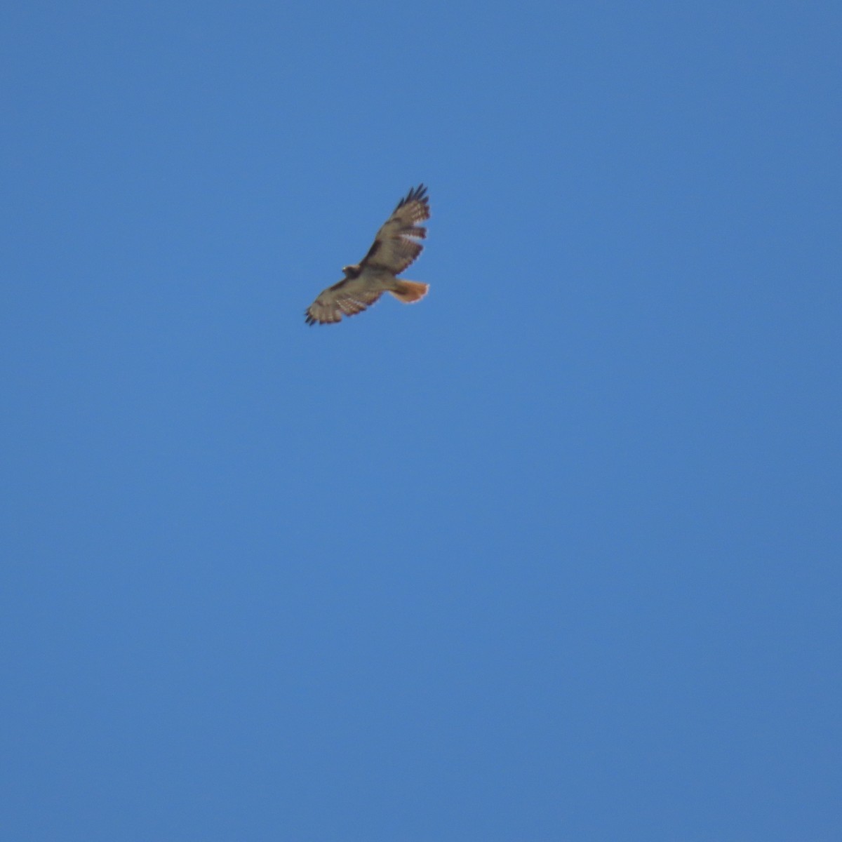 Red-tailed Hawk - ML620051237