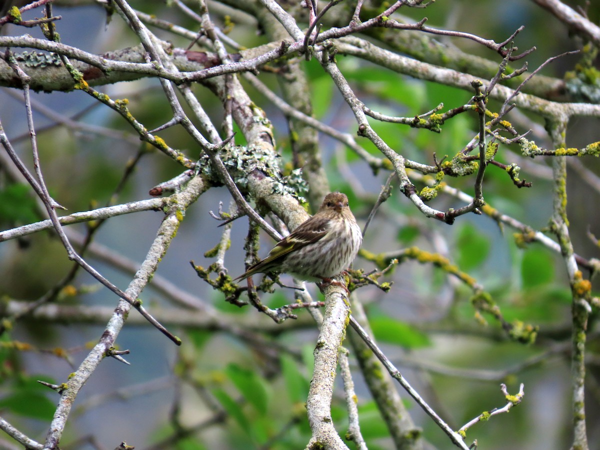 Pine Siskin - ML620051249