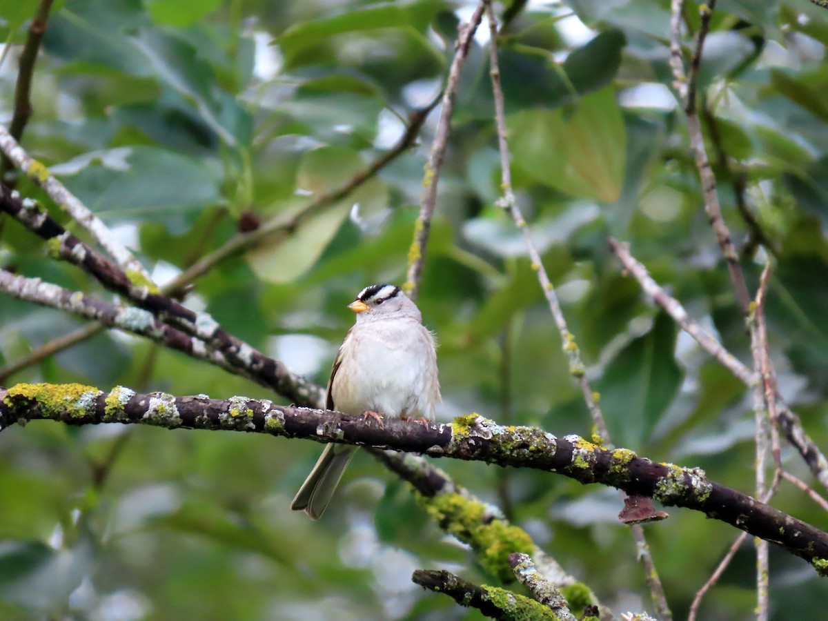 White-crowned Sparrow - ML620051256