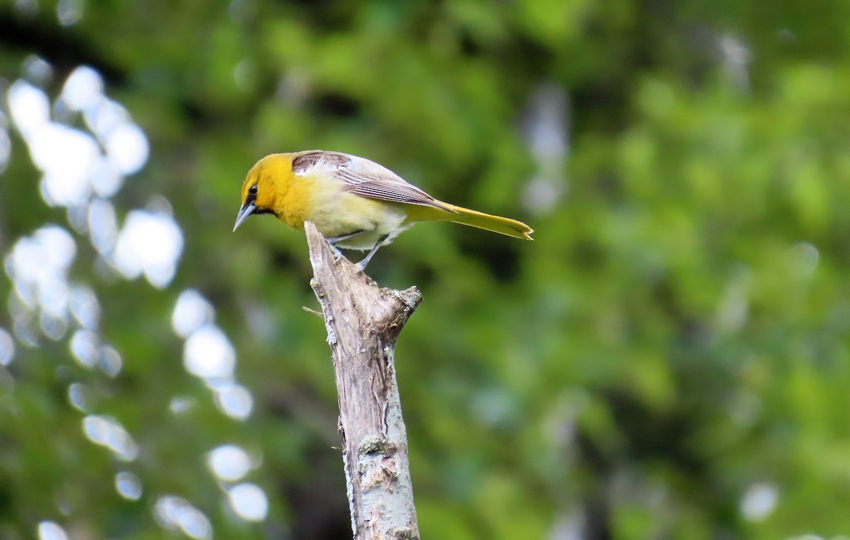 Bullock's Oriole - ML620051265