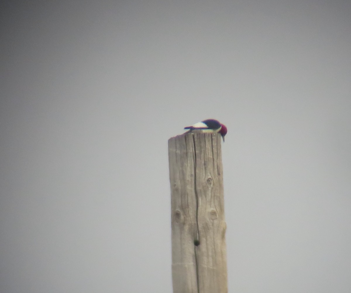 Red-headed Woodpecker - ML620051268