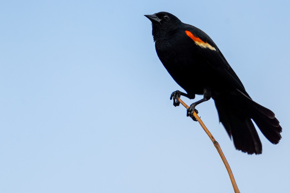 Red-winged Blackbird - ML620051283