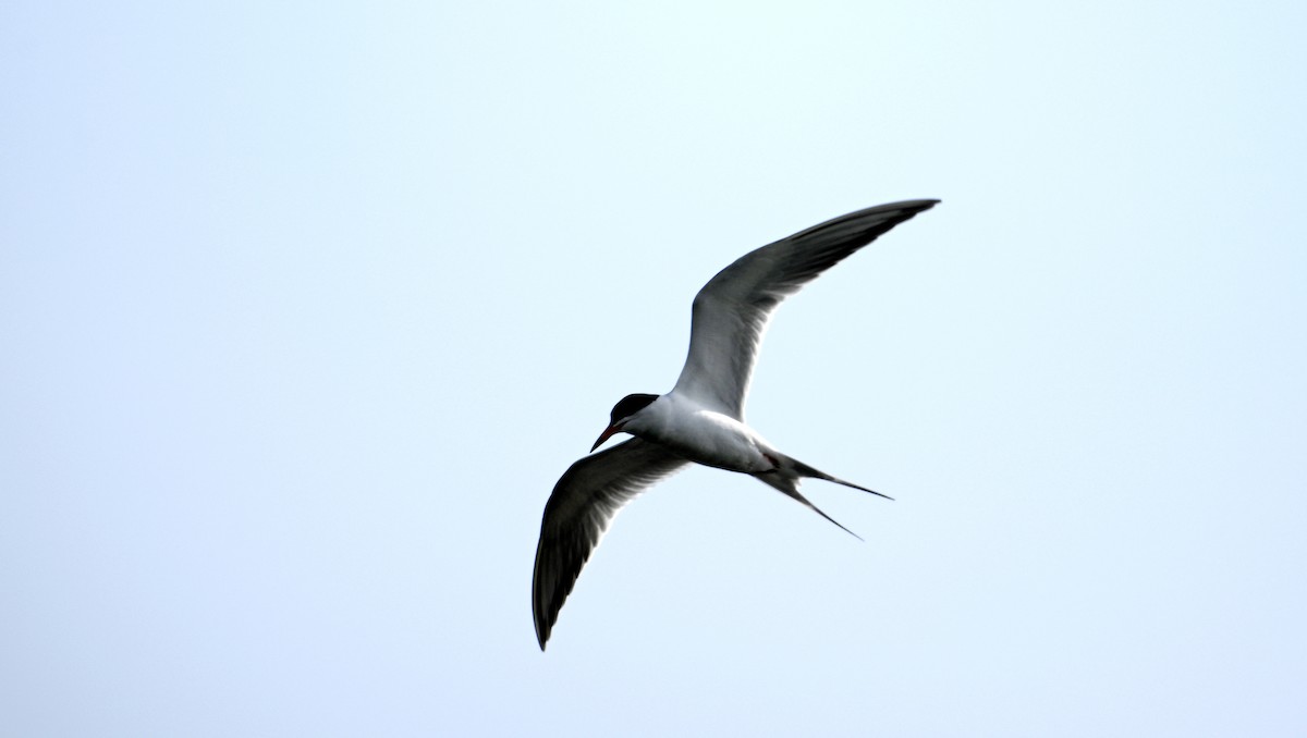 Forster's Tern - ML620051284