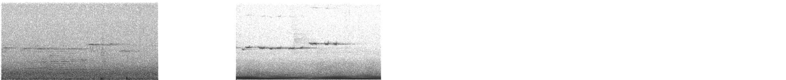 Віялохвістка сиза (підвид preissi) - ML620051292