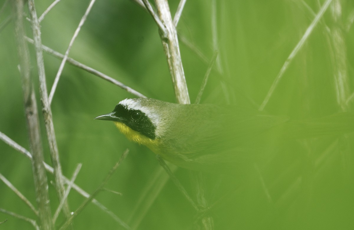 Common Yellowthroat - ML620051297
