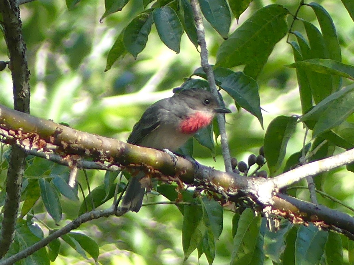 Rose-throated Becard - ML620051312