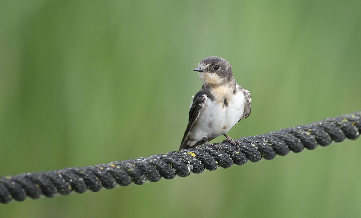 Northern Rough-winged Swallow - ML620051327