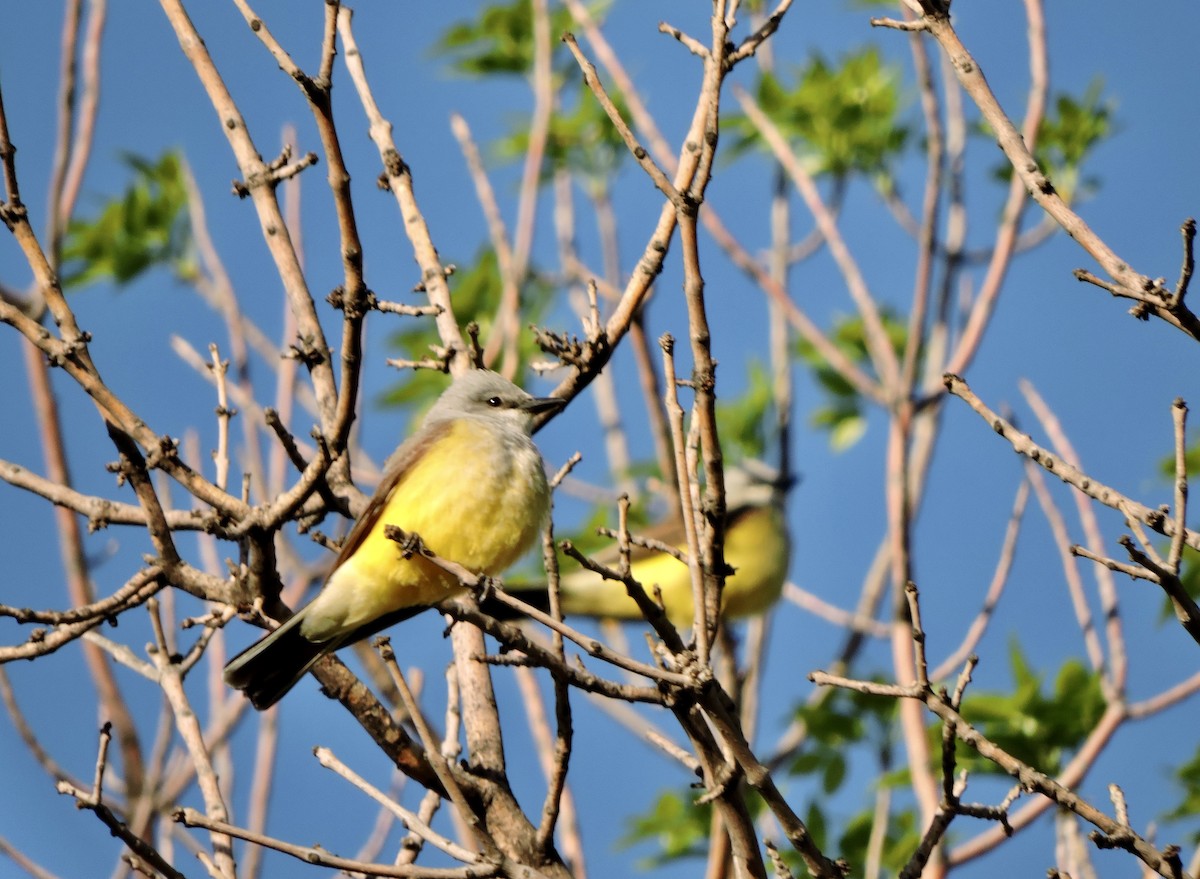 Schmalschnabel-Königstyrann - ML620051331