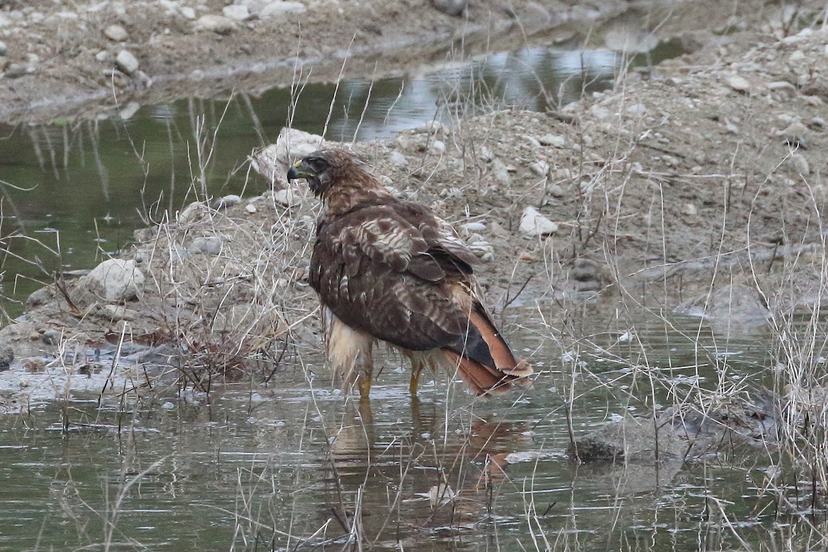Red-tailed Hawk - ML620051333