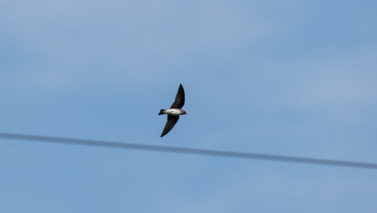 Northern Rough-winged Swallow - ML620051359