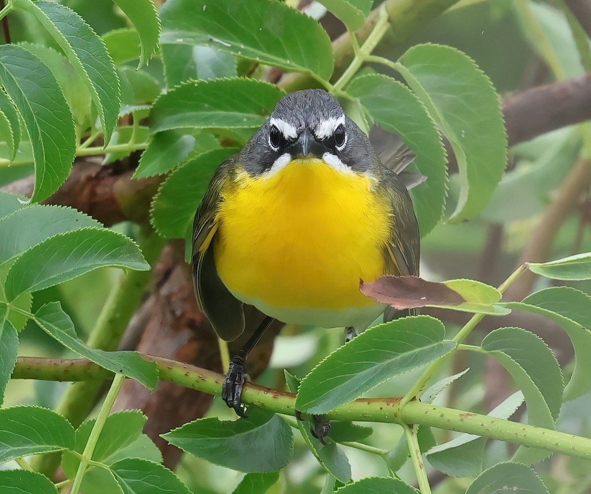 Yellow-breasted Chat - ML620051386
