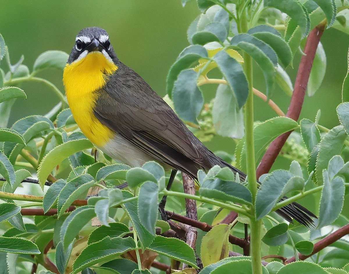 Yellow-breasted Chat - ML620051387