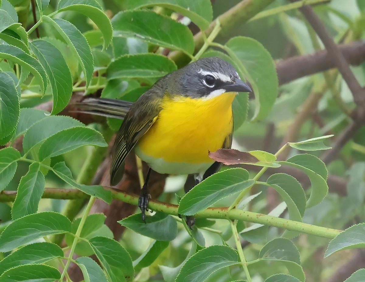 Yellow-breasted Chat - ML620051388