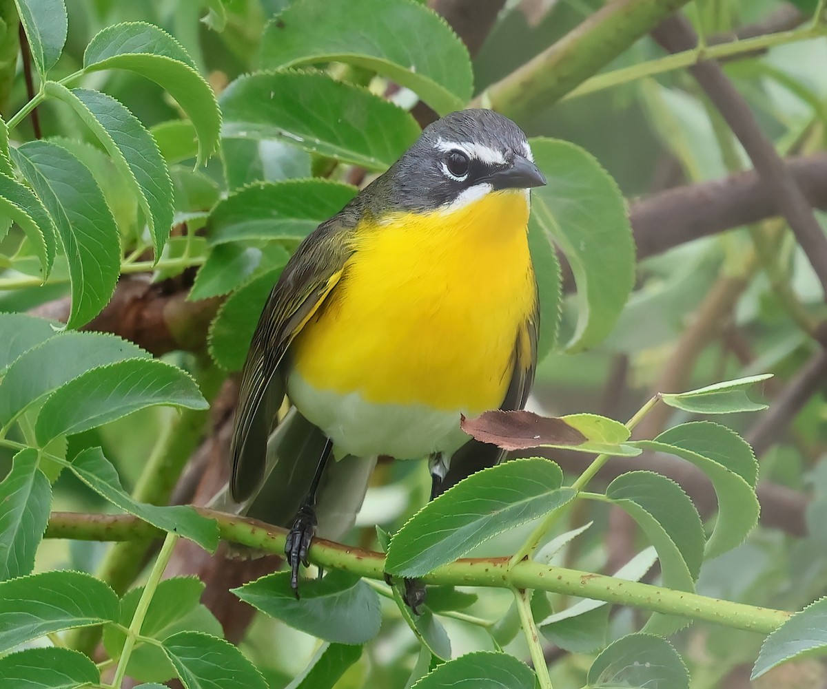 Yellow-breasted Chat - ML620051389