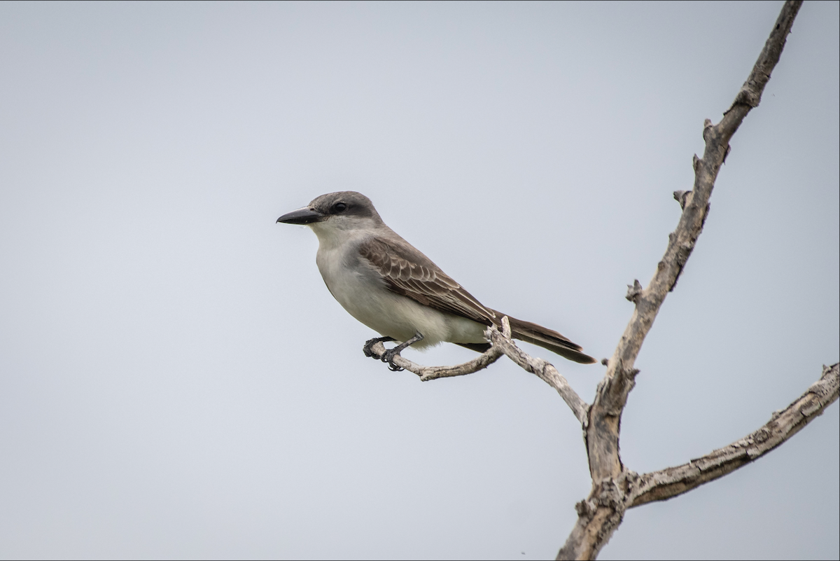 Gray Kingbird - ML620051390