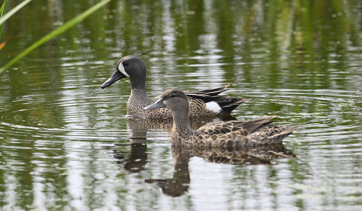 Green-winged Teal - ML620051392