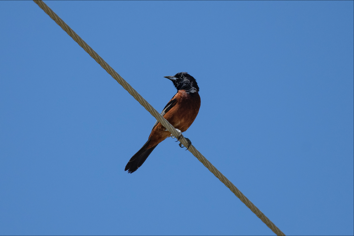 Orchard Oriole - ML620051394