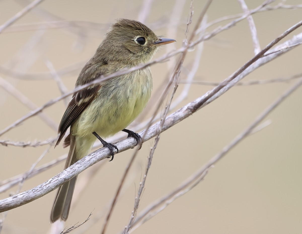 Western Flycatcher - ML620051401