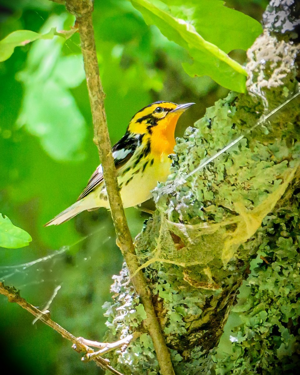 Blackburnian Warbler - ML620051420