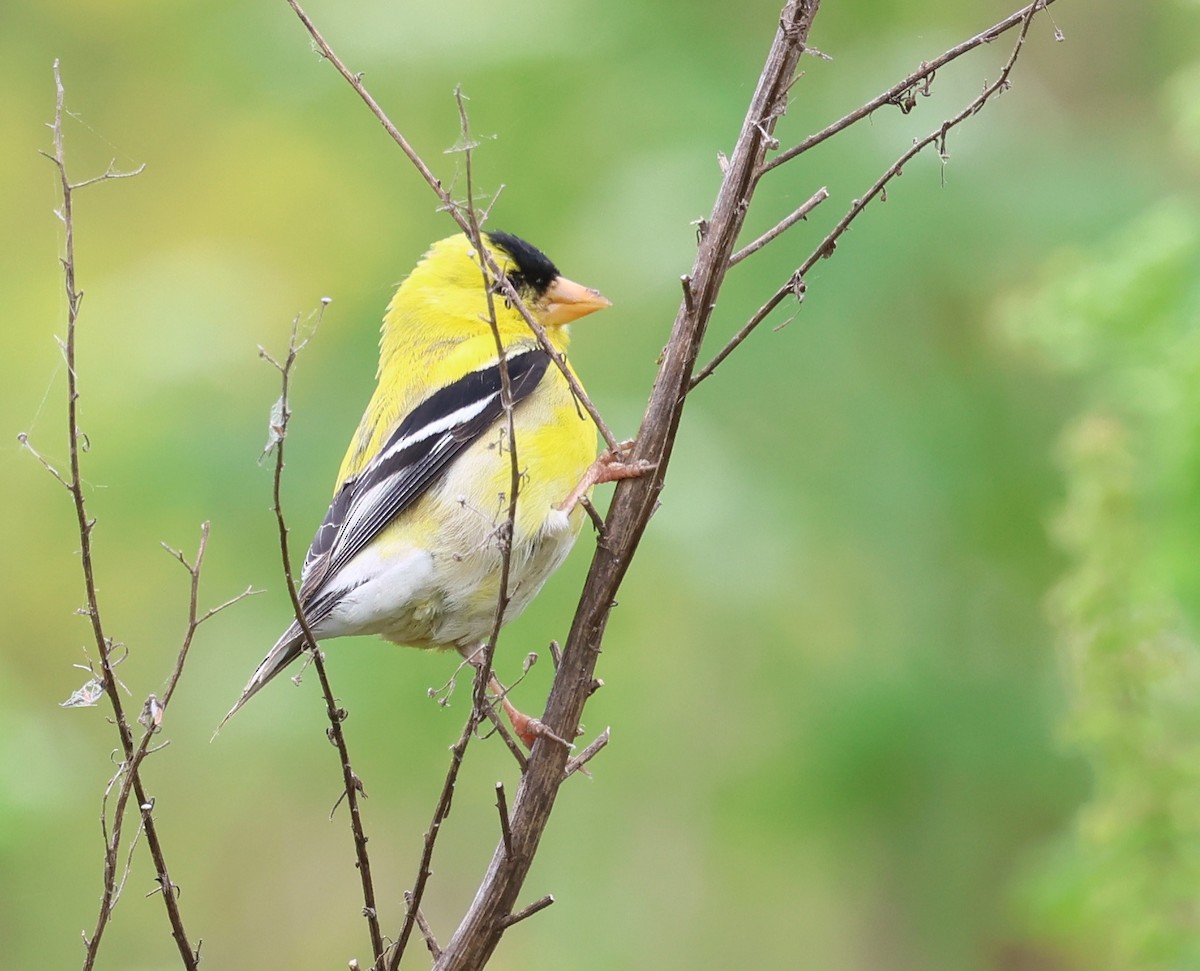 American Goldfinch - Sally Veach